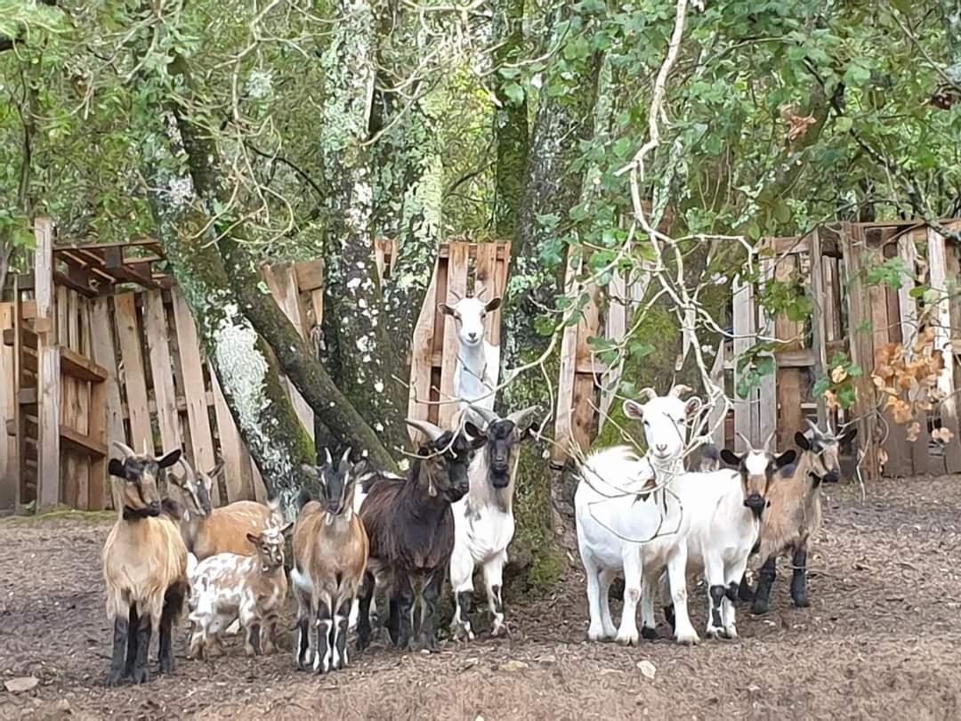 Gites San Austinu Petreto-Bicchisano Kültér fotó